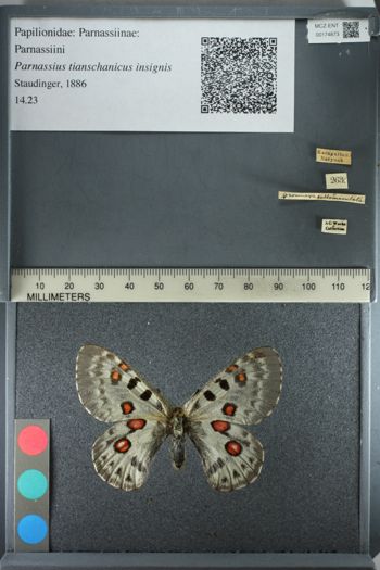 Media type: image;   Entomology 174873